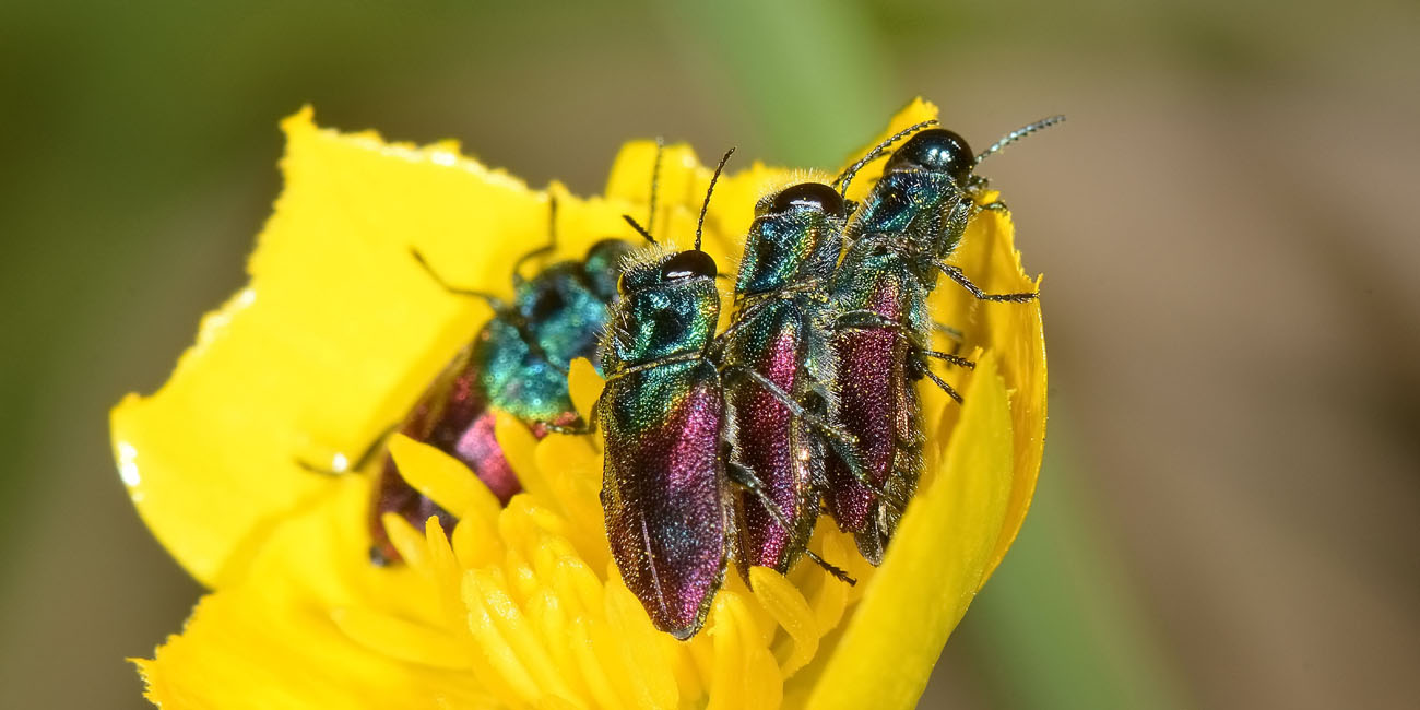 Anthaxia salicis?....  S  !, Anthaxia salicis salicis